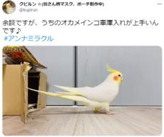 オカメインコが魅せるノールック車庫入れに「わたしより上手だわ」の声