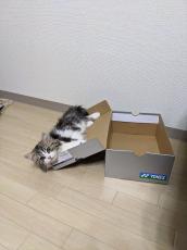 予想通りに行かないのが猫　箱に入るかな？→まさかのフタ側がお気に入りに