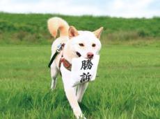 「勝訴だワン」うれしそうに判決を知らせてくれる犬用のおもちゃが話題