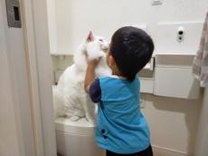 猫にとっても特等席？　トイレをめぐる猫と子どもの攻防戦