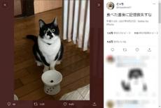 「食べた後に記憶喪失すな」猫ちゃんの見事なキョトン顔にクスッ