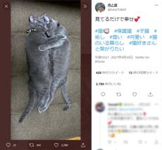 まるで名画のような神々しさ　抱き合って眠る子猫に癒やされる