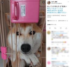 「出してくれても良くってよ」気高い態度で飼い主を待つ柴犬