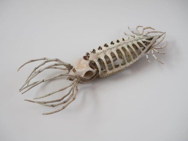 思わず信じてしまいそう 精巧に作られた イカの骨格標本 記事詳細 Infoseekニュース