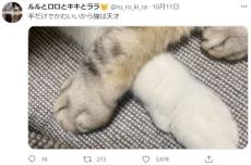 前脚だけで伝わる猫の魅力　手だけでかわいいから猫は天才！