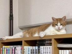 「ここにいるニャ」飼い主の心配をよそにまさかのドヤ顔を披露する猫