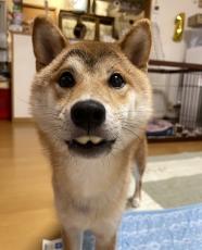 犬界の明石家さんま？愛犬の出っ歯写真に爆笑　ファーーーwww