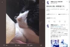 「芸術点が高い」鼻ちょうちんを膨らませて眠る猫