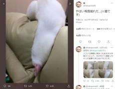 「白ナマコ」「反り返った鳥」思わず二度見してしまう猫の面白い体勢