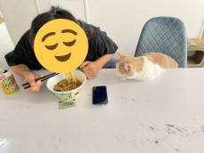 「ねえそれおいしいの？」煮干しラーメンが気になる猫ちゃんの圧が凄い