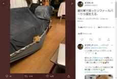 ソファカバーの隙間から猫生えるwww　そろそろ収穫かな？