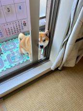 私もかけられたい？　柴犬の「散歩行こうよ」の圧が可愛い