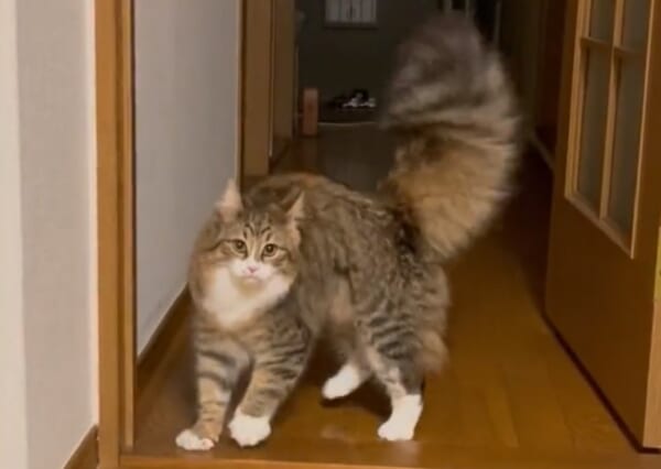 やんのか！やんのか！やんのか！「やんのかステップ」を見せつけて帰っ