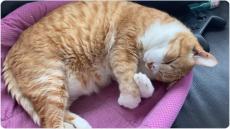 エア抱き枕ポーズで眠る猫　夢で何か捕まえている？