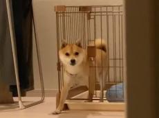 ケージからの脱走に失敗した柴犬　飼い主にバレて「しまった……」