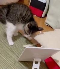 鏡の中の自分に威嚇のやんのかステップ　子猫のかわいい勘違い