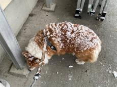 揚げパン？シュークリーム？雪が積もっておいしそうなコーギーの背中