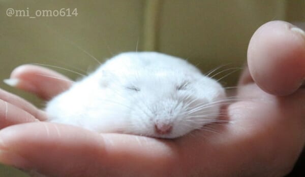 トロトロになったお餅みたい とろけて眠るハムスターが可愛すぎる