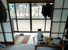 部屋の換気で行き場をなくした猫　背中から漂う哀愁がたまらない