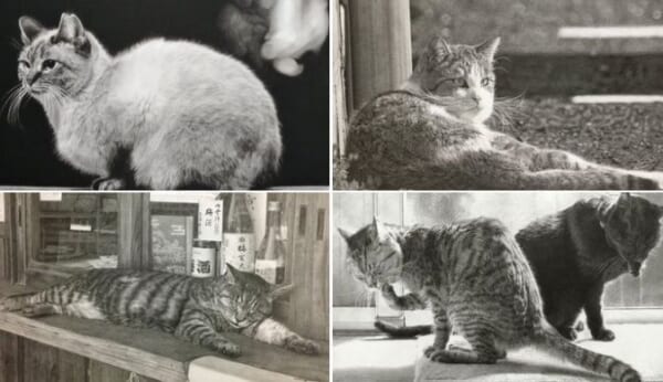 被写体の猫をただただ忠実に 鉛筆で描く ねこの鉛筆画家 記事詳細 Infoseekニュース