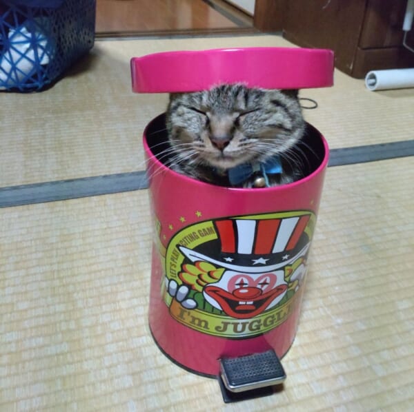 ピエロのゴミ箱からパカッ びっくり箱状態でスヤスヤ眠る猫｜Infoseek
