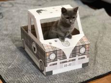 発車オーライだニャ　ダンボールの猫用トラック発売