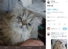 魂を抜かれた猫？　カメラを向けられ虚無の表情に