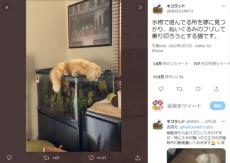 「ぬいぐるみのフリ」してピンチを乗り切ろうとする猫