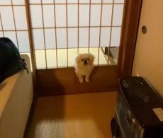 障子の隙間に挟まった子犬　自分の成長を悟る