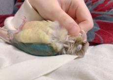 飼い主を信用しきっている鳥　無防備な寝姿に癒やされる人続出