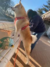 「飼い主よりも姿勢の良い犬」　背筋ピーンと立つ秋田犬の姿が圧巻