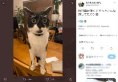 「え？え？？」雷にビックリして目がまんまるになっちゃった猫