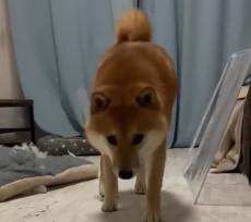 いたずらがバレて気まずそうに近づいてくる柴犬　「やば～……」