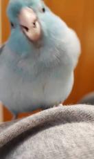 顔面近くで体をくねくね　インコのノリノリな求愛ダンス