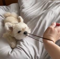 離すなよ！絶対離すなよ！ワンコが引っ張るヘアゴムに怯える飼い主