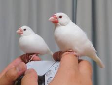 ゲーム中の指にとまる文鳥コンビ　コントローラーの周辺機器かな？