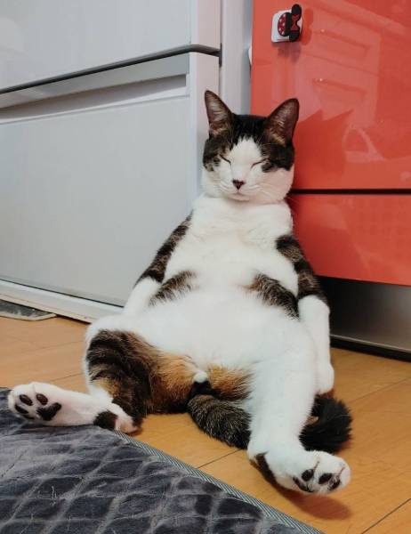 もたれ座りで熟睡 まるでおじさんのような猫ちゃんに癒やされる