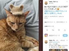 ニャンというリメイク　愛猫の抜け毛で帽子を作った飼い主