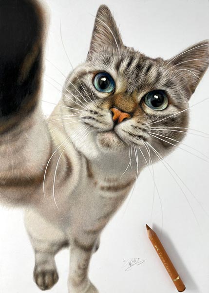 絵 えええ 色鉛筆で描かれた猫の精密さに驚愕 カメラの被写界深度や毛並みも丁寧に再現 記事詳細 Infoseekニュース