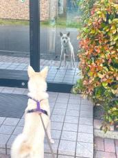 「お？犬か？」自動ドアのガラスに映る自分の姿が気になるワンちゃん