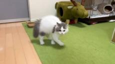 隠れていた飼い主にびっくりした子猫　渾身のやんのかステップで対抗