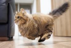 疾走する子猫　空飛ぶモフモフに体当たりされたい