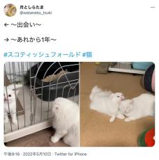 初対面の「シャー！」から1年……仲良くなった猫たちに飼い主感涙