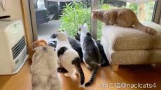 窓の外には何が？家の猫さん全員集合でニャルソック