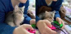 どうぶつの森かホラゲか　見るゲームで表情が変わってしまう猫ちゃん