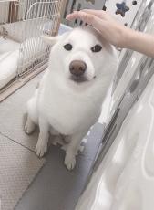 なでなでされるのが好きすぎて……撫でやすいようアザラシになる柴犬