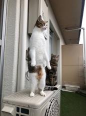 「進撃のニャ人」？美しい二足立ちで壁の向こうをのぞく猫ちゃん