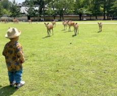 一体なぜ？公園の鹿たちに一斉ロックオンされてしまった一歳児