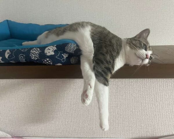 やはり猫は液体 溶解寸前の猫ちゃんが発見される｜Infoseekニュース