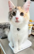 飼い主VS子猫の攻防戦　キッチンに登ると「構ってもらえるニャ！」